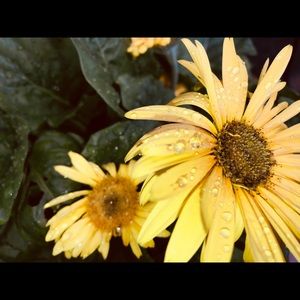 Meet your Posher, Faith